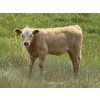 Image 4 : Dick Lawrence - 630# November Delivery Heifer Calves - 80 Head (Pine Lake, AB)