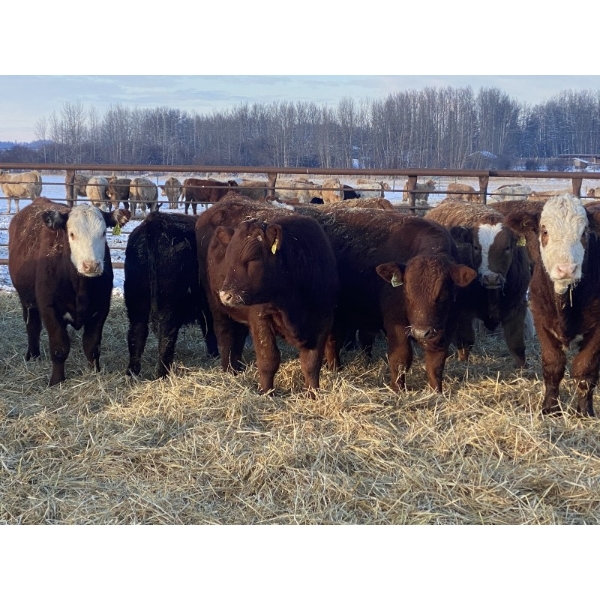 Kevin Szymanek - 875# February Weaned Steers - 70 Head (Stauffer, AB)