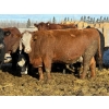 Image 4 : Bruce & Judy Dickson - 1693# Cows - 36 Head (Leslieville, AB)