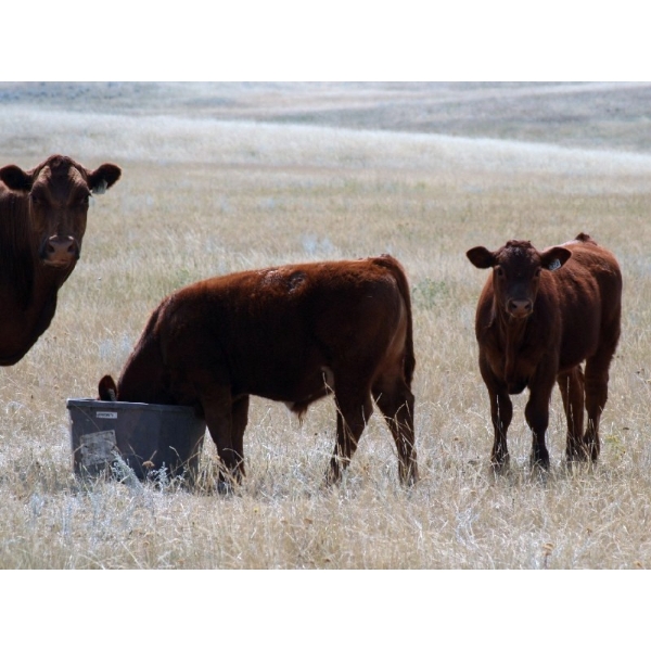 Mayfield Ranching - 565# Steer Calves - 140 Head (Etzicom, AB)