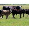 Image 8 : Calvin Rydzik - 625# November Delivery Steer Calves - 100 Head (Glenavon, SK)