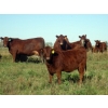 Image 3 : Wade & Frances Tobler - 540# October Delivery Heifer Calves - 50 Head (Patricia, AB)