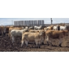 Image 3 : Ripple Rock Ranch - 715# June Delivery Heifers - 99 Head (Fincastle, AB)