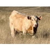 Image 2 : Holst Farms Ltd. - 600# October Delivery Steer Calves - 30 Head (Hays, AB)