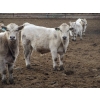 Image 11 : Cluny Colony - 815# October Delivery Weaned Steers - 70 Head (Cluny, AB)