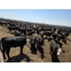 28  Ripple Rock Ranch  750 June Delivery Heifers  82 Head (Fincastle, AB)