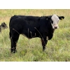 Image 9 : Running M Farms - 540# October Delivery Steer Calves - 41 Head (Airdrie, AB)