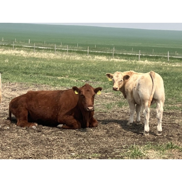 MacMillan Farming Co. - 545# July Delivery Steer Calves - 210 Head (Cayley, AB) VBP+