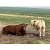 Image 1 : MacMillan Farming Co. - 545# July Delivery Steer Calves - 210 Head (Cayley, AB) VBP+