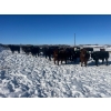 Image 6 : 9 - 9 Ranch Ltd. - 720# February Delivery Steers - 50 Head (Coronation, AB)