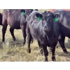 Image 4 : JR Cattle Company Ltd. - 26 Black Angus X April/May Calving Bred Heifers (Fort Macleod, AB)