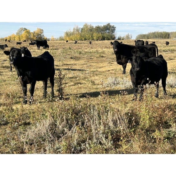 Miller Farms Ltd. - 670# October Delivery Steer Calves - 40 Head (Acme, AB) VBP+