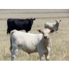 Image 10 : GW Murray Ranches - 675# November Delivery Steer Calves - 90 Head (Rolling Hills, AB)