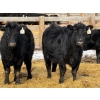 Image 4 : Leon Torkelson - 700# March Delivery Heifers - 60 Head (Millicent, AB)