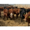 Image 4 : Van Hall Cattle Co. - 925# April Delivery Steers - 128 Head (Scandia, AB)