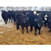 Image 7 : Jay Be Acres Ltd. - 800# February Delivery Steers - 75 Head (Deloraine, MB)