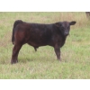 Image 2 : Clay Ridge Stock Farms Inc. - 460# November Delivery Steer Calves - 80 Head (Fairlight, SK)