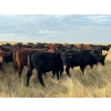 Image 3 : Triangle D Land & Cattle Co. - 825# September Delivery Grass Steers - 70 Head (Hanley, SK)