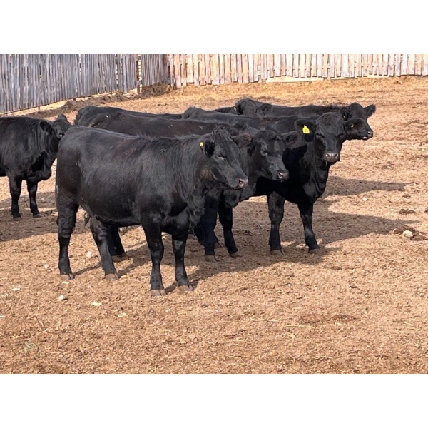 Eastligt Farm & Feed - 1000# October Delivery Open Heifers - 145 Head (Jarvie, AB)
