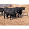 Image 1 : Eastligt Farm & Feed - 1000# October Delivery Open Heifers - 145 Head (Jarvie, AB)