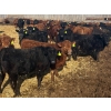 Image 3 : Van Hall Cattle Co. - 1000# April Delivery Steers - 180 Head (Scandia, AB)