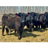 Image 3 : East Hilltop Holdings - 720# April Delivery Heifers - 85 Head (Carstairs, AB)