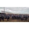 Image 2 : Amber Mountain Farms - 670# July Delivery Heifers - 73 Head (Vauxhall, AB)