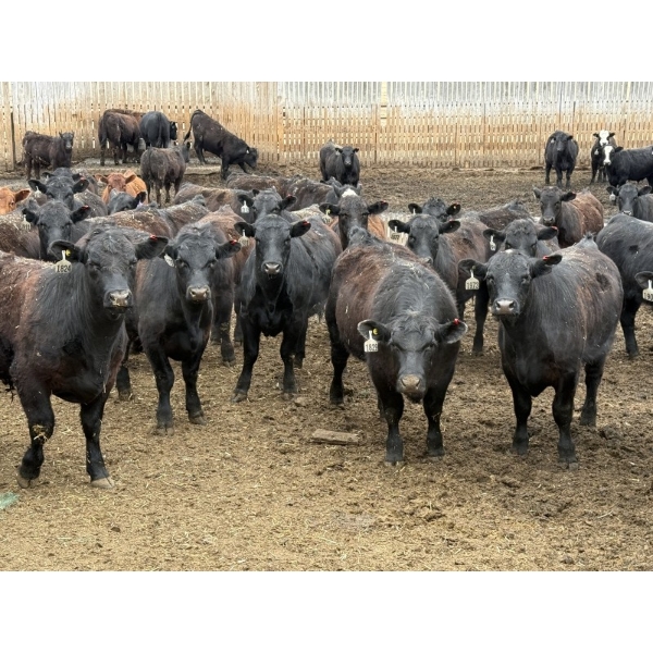 Hegedys Ranching - 975# April Delivery Steers - 170 Head (Acme, AB)