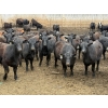 Image 1 : Hegedys Ranching - 975# April Delivery Steers - 170 Head (Acme, AB)