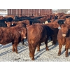 Image 7 : Turtleview Livestock - 740# January Delivery Steers - 79 Head (Goodlands, MB) VBP+