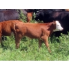 Image 11 : Calvin Rydzik - 525# November Delivery Steer Calves - 100 Head (Glenavon, SK)