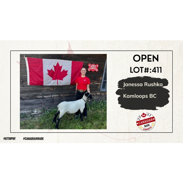 Open Sheep - Janessa Rushka - Kamloops BC