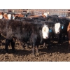 Image 7 : Bezan Cattle Corporation - 725# March Delivery Steers - 75 Head (Midale, SK)