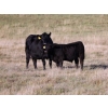 Image 6 : Pat Muehlen & Dave Johnson - 590# November Delivery Steer Calves - 100 Head (Vanderhoof, BC)