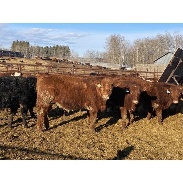 Garth & Theresa Kauppi - 1000# March Delivery Steers - 62 Head (Eckville, AB)