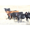 Image 7 : Tica Holdings Ltd. - 450# December Delivery Heifer Calves - 80 Head (Radville, SK)