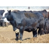 Image 12 : PSV Farms Ltd. - 875# June/July Delivery Heifers - 71 Head (Enchant, AB)