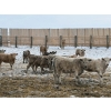 Image 4 : Franklin Cattle Co. - 650# February Delivery Heifers - 95 Head (Grenfell, SK)