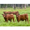 Image 7 : Mullen Land & Cattle Co. - 650# September Delivery Steer Calves - 95 Head (Peers, AB)