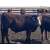 Image 9 : Hawk Ranching - 930# March Delivery Steers - 67 Head (Parkland, AB)