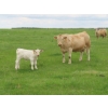 Image 4 : 6 S Feeders Inc. - 1500# October Delivery Cows - 42 Head (Moosomin, SK)