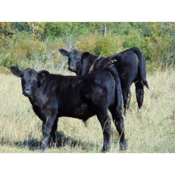 Endersby Ranching - 535# November Delivery Steer Calves - 75 Head (Smokey Lake, AB)