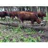 Image 7 : Turtleview Livestock - 975# July Delivery Grass Heifers - 186 Head (Goodlands, MB)