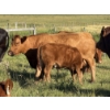 Image 5 : Terry & Dixie Viney, Garth Dorin - 700# October Delivery Steer Calves - 90 Head (Olds, AB)