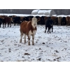 Image 7 : Hines Ranching - 900# Dec/Jan Delivery Yearling Steers - 70 Head (Marwayne, AB)