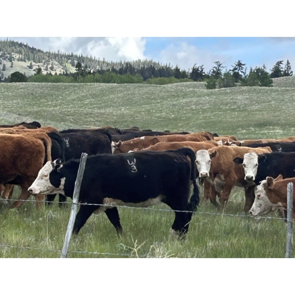 Lauder Ranch - 940# September Delivery Grass Steers - 50 Head (Quilchena, BC)