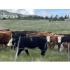 Image 1 : Lauder Ranch - 900# September Delivery Grass Steers - 55 Head (Quilchena, BC)