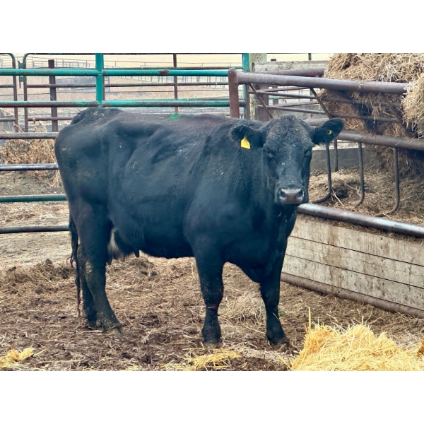 Rosgen Ranches - 1 Cow (Pen 512)