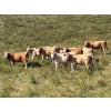 Image 3 : Rick Murphy - 1000# October Delivery Grass Heifers - 140 Head (Lloydminster, AB)