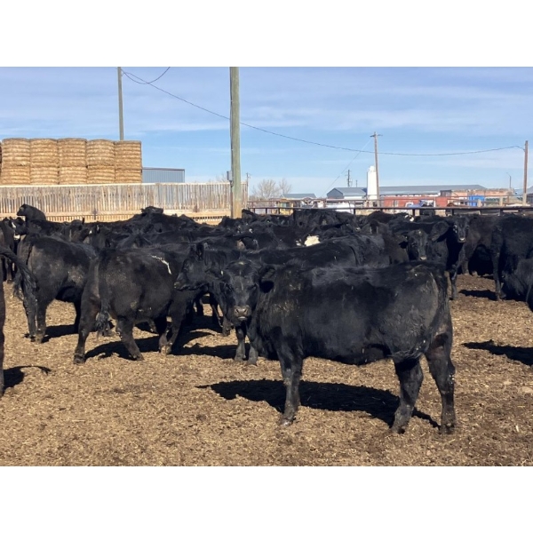 Jarokosky Farms - 800# March/April Delivery Heifers - 40 Head (Lethbridge, AB)
